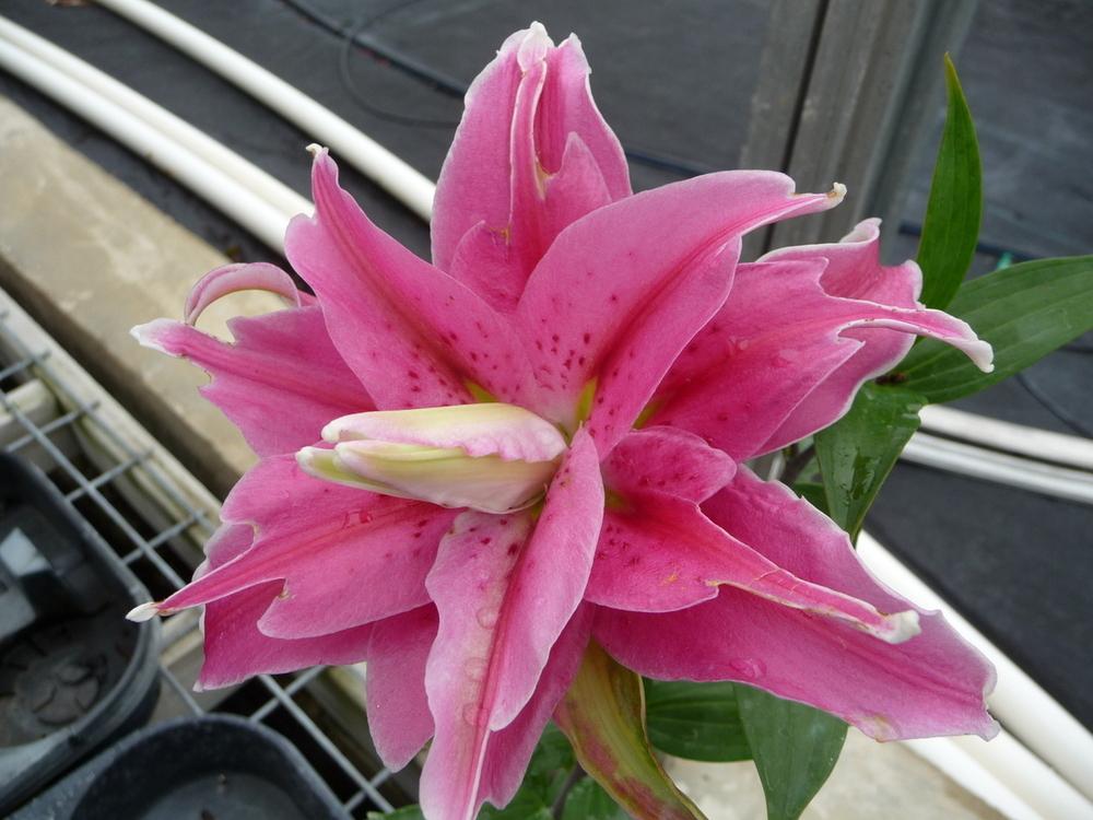 Photo of Lily (Lilium 'Distant Drum') uploaded by gardengus