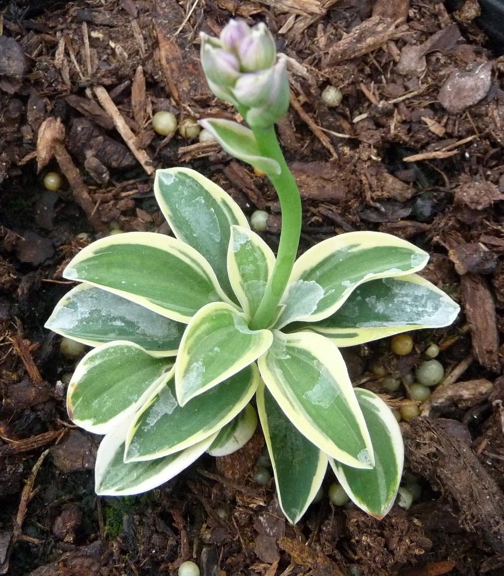Photo of Hosta 'Mighty Mouse' uploaded by gardengus