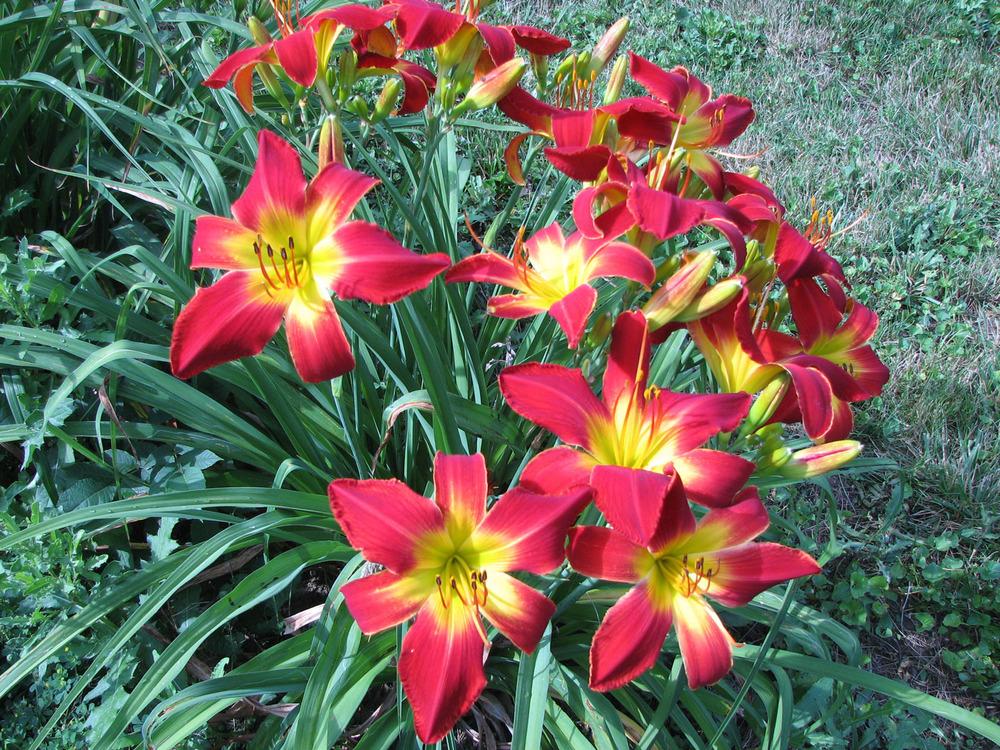 Photo of Daylily (Hemerocallis 'All American Chief') uploaded by mlt