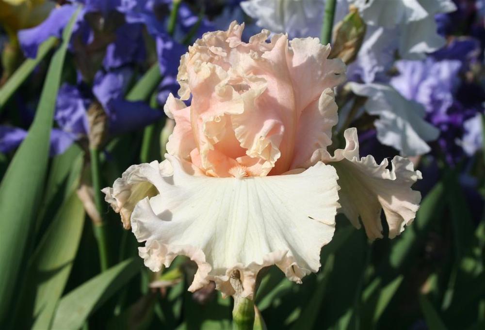 Photo of Tall Bearded Iris (Iris 'Magical') uploaded by KentPfeiffer
