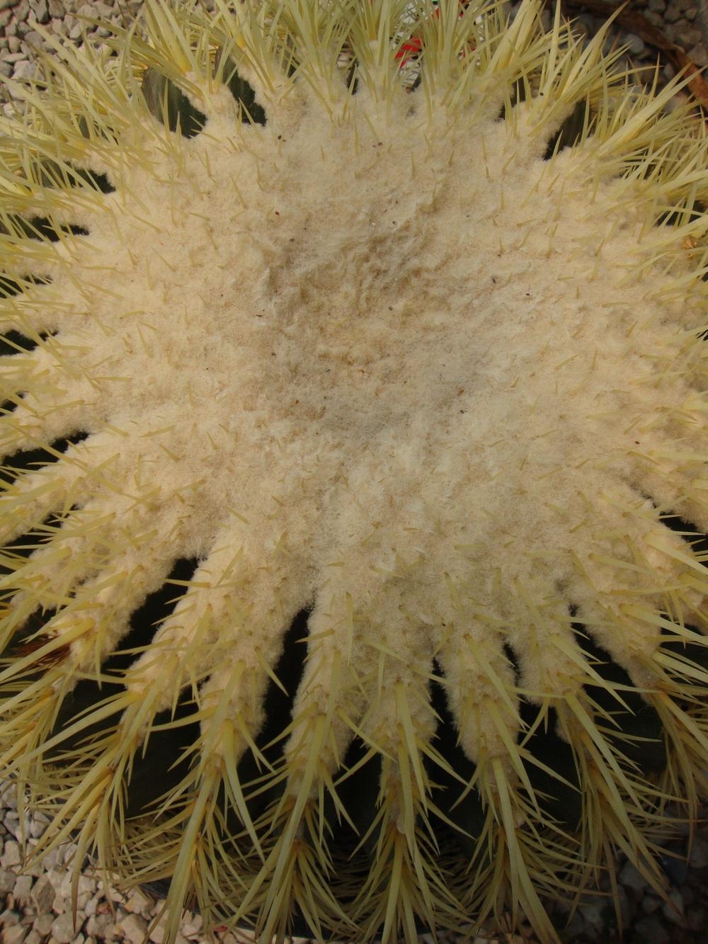 Photo of Golden Barrel Cactus (Kroenleinia grusonii) uploaded by Paul2032