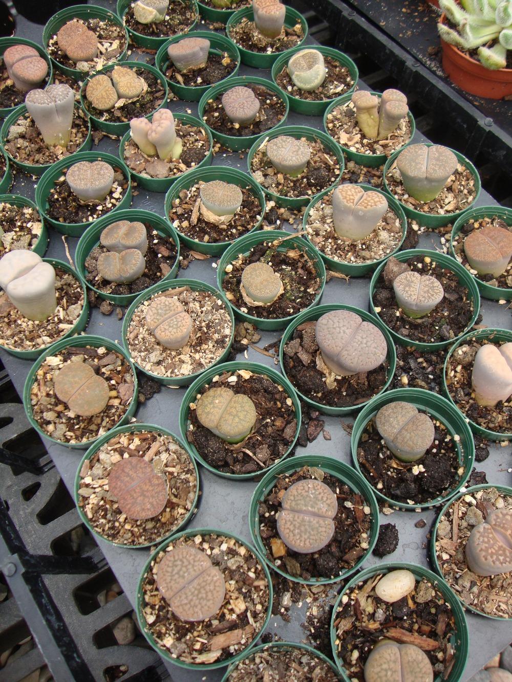 Photo of Living Stones (Lithops) uploaded by Paul2032