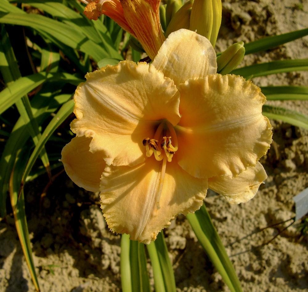 Photo of Daylily (Hemerocallis 'Magical Blend') uploaded by bxncbx