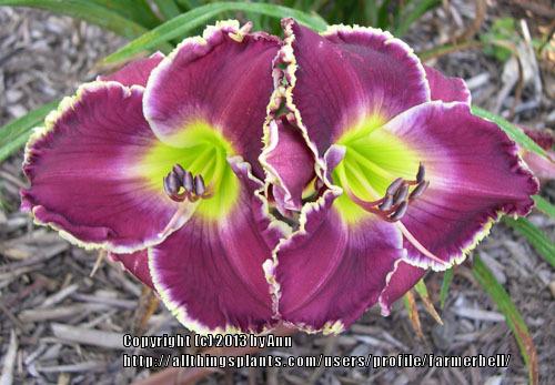 Photo of Daylily (Hemerocallis 'Violet Becomes You') uploaded by farmerbell