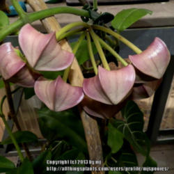 Location: My Garden
Date: 2012-11-19
This is Hoya imperalis var. Rauchii Buds