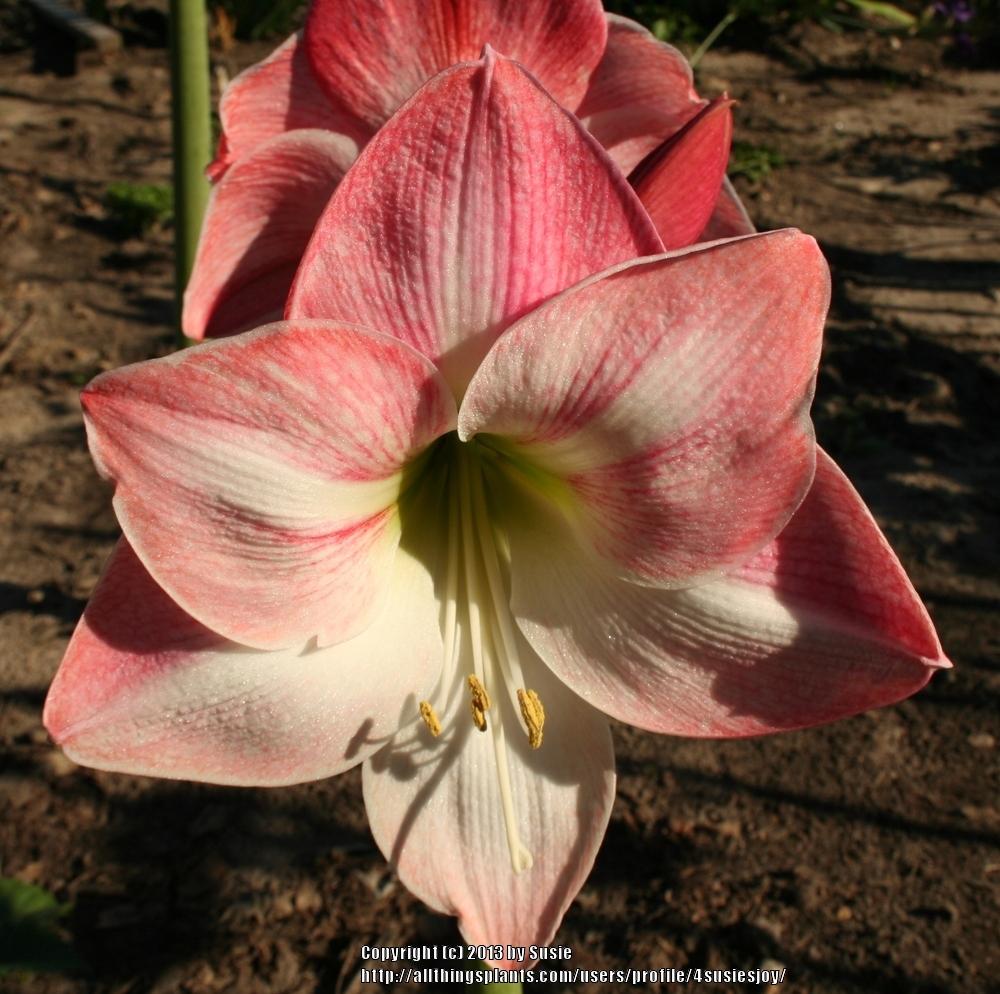 Photo of Amaryllis (Hippeastrum 'Apple Blossom') uploaded by 4susiesjoy