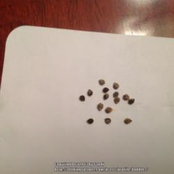 Location: Austin ,TX
Date: 2013-07-03
These are the dried seeds