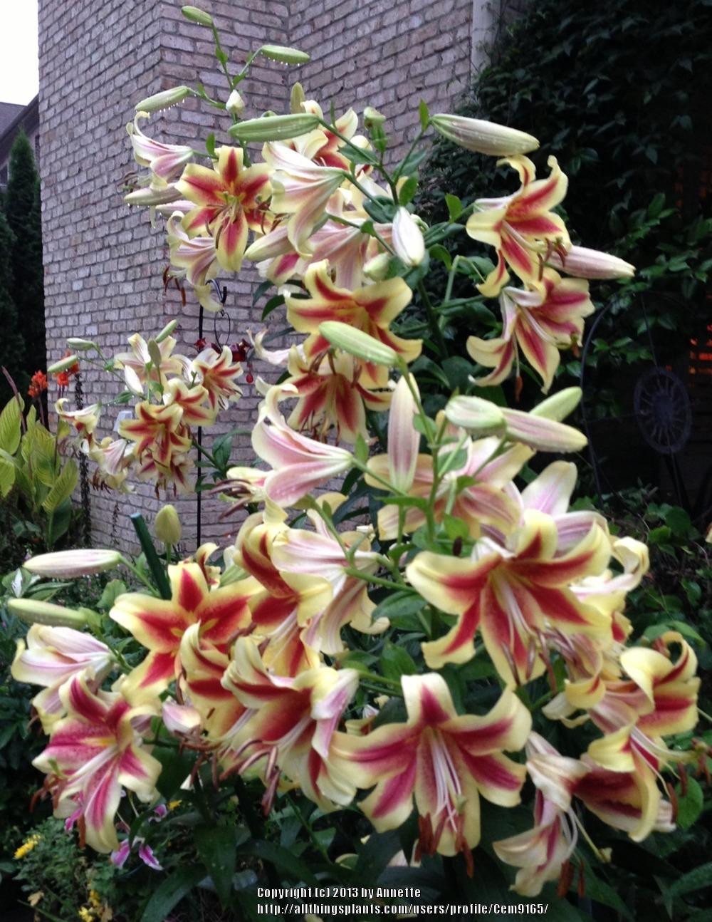 Photo of Lily (Lilium 'Shocking') uploaded by Cem9165