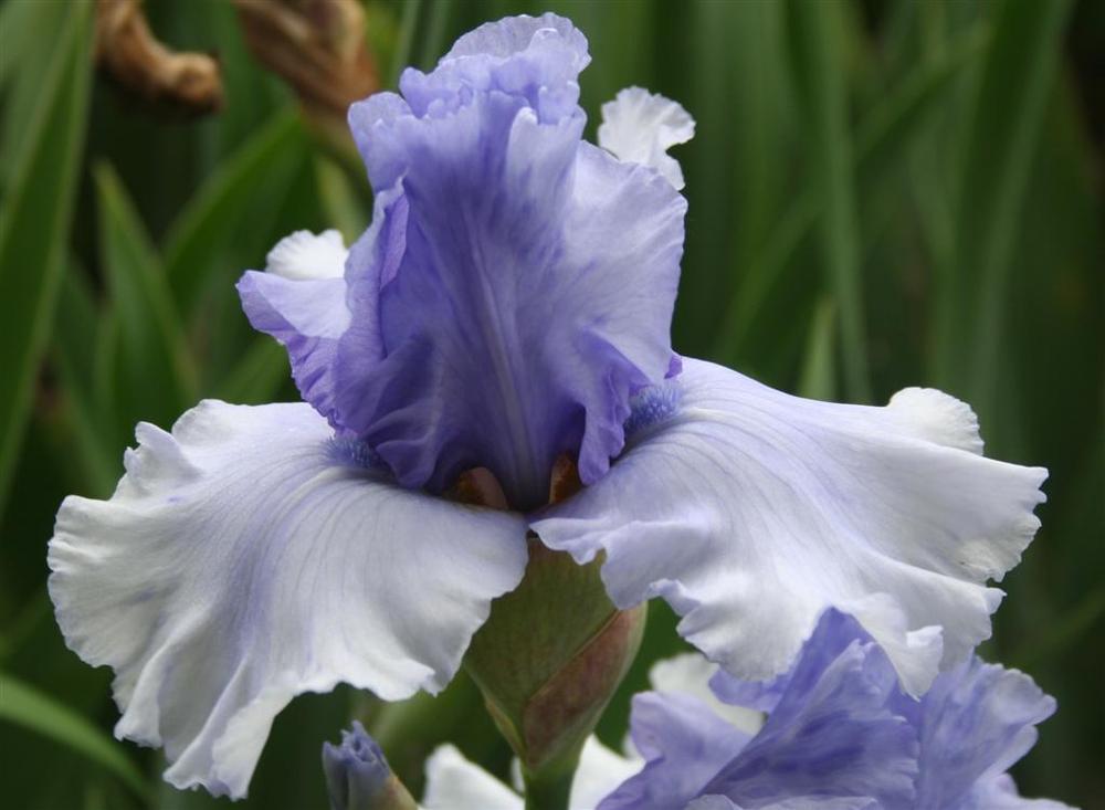 Photo of Tall Bearded Iris (Iris 'Quite the Reverse') uploaded by KentPfeiffer
