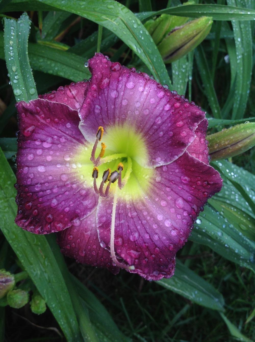Photo of Daylily (Hemerocallis 'Searching for Blue') uploaded by Lilydaydreamer