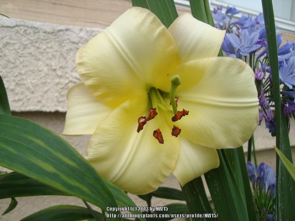 Photo of Lily (Lilium 'Boogie Woogie') uploaded by NW15