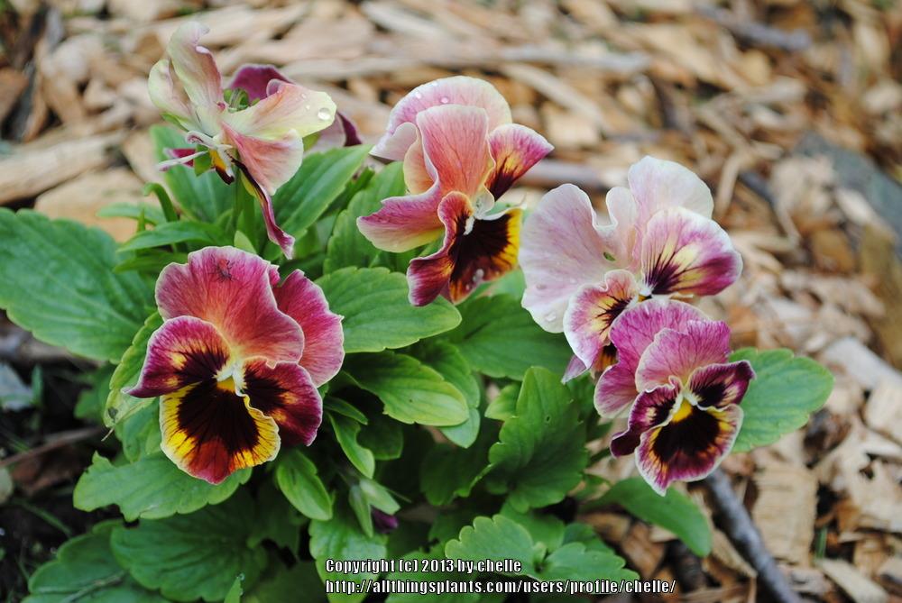 Photo of Pansy (Viola x wittrockiana 'Tango Mix') uploaded by chelle