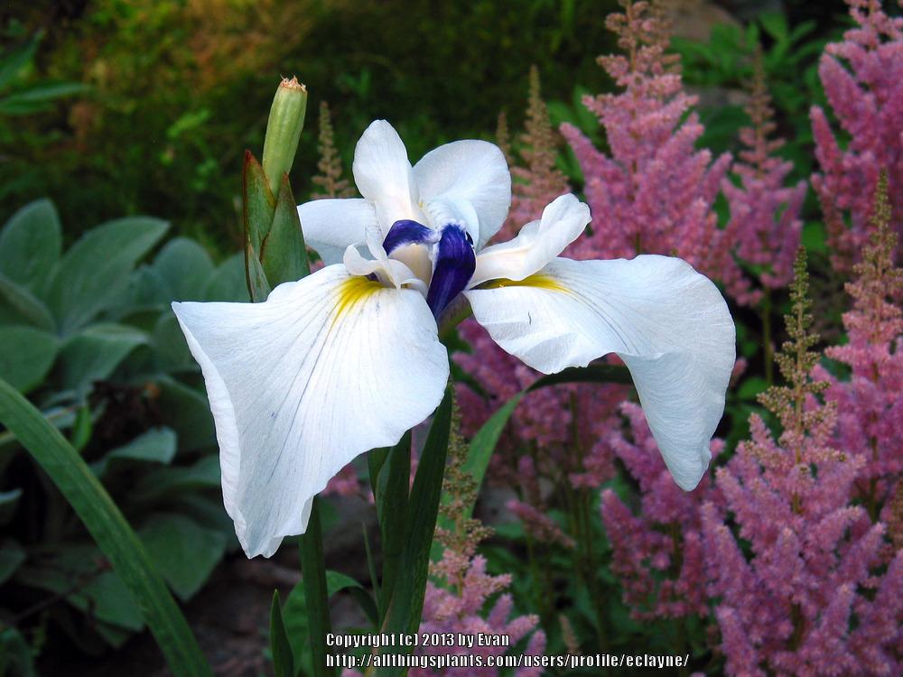 Photo of Japanese Iris (Iris ensata 'Japanese Harmony') uploaded by eclayne