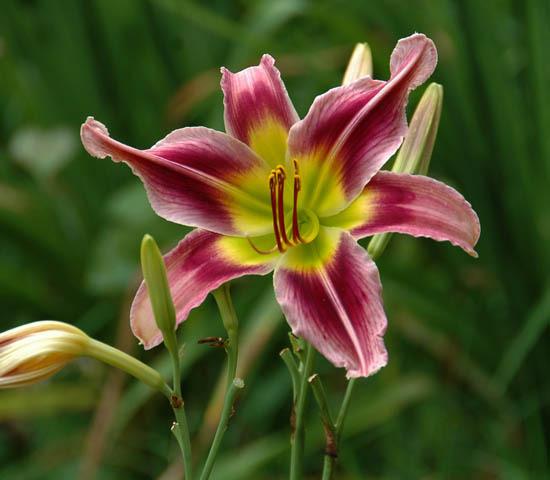 Photo of Daylily (Hemerocallis 'Snake in the Grass Boo') uploaded by shive1