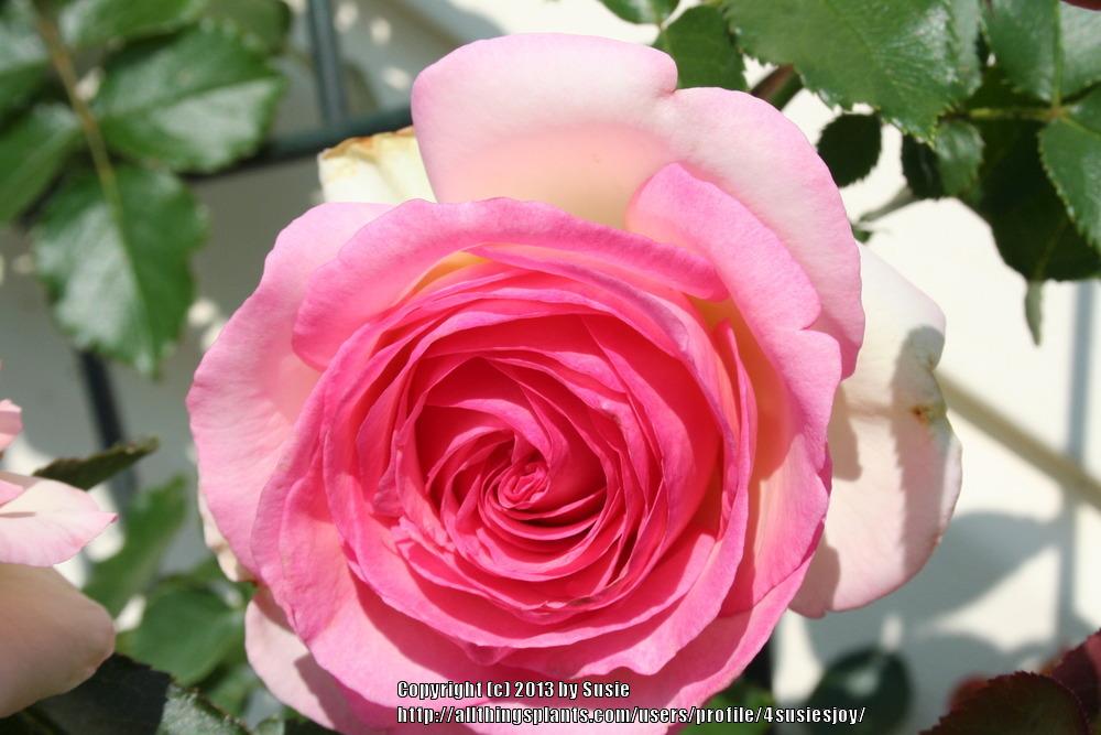 Photo of Rose (Rosa 'Pierre de Ronsard') uploaded by 4susiesjoy