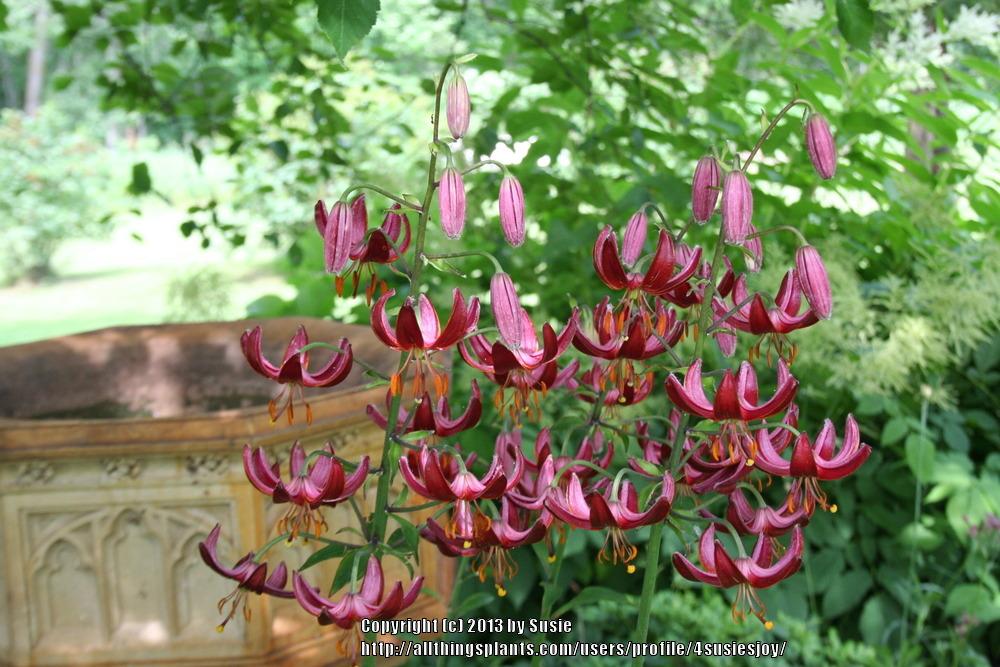 Photo of Lily (Lilium 'Claude Shride') uploaded by 4susiesjoy
