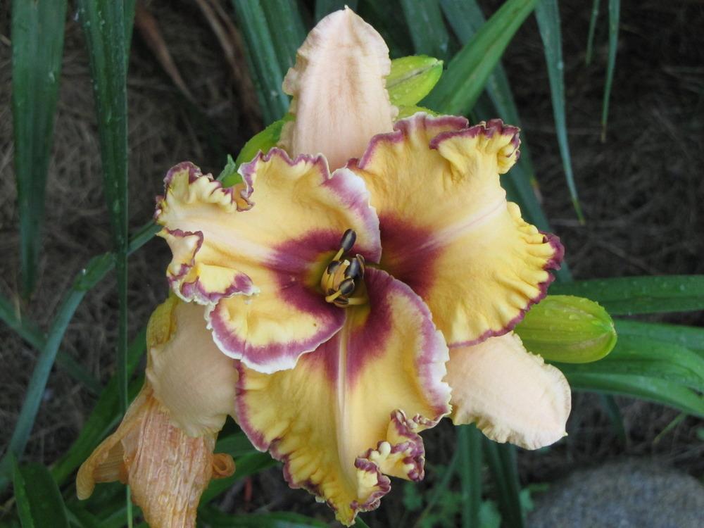 Photo of Daylily (Hemerocallis 'Woman at the Well') uploaded by Claudia