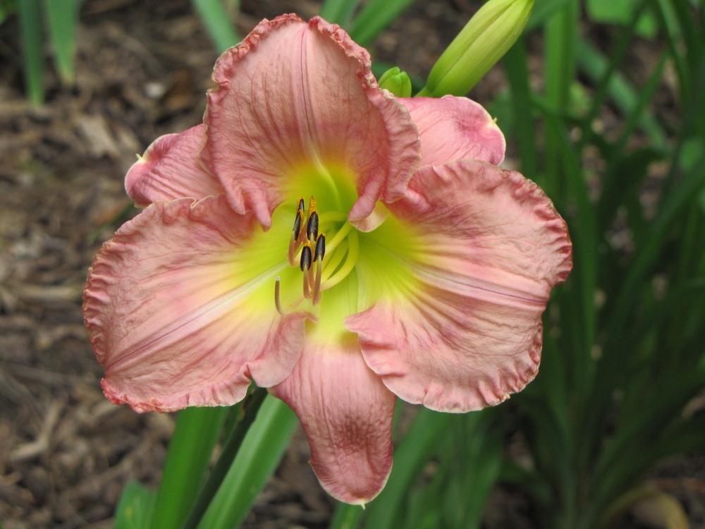 Photo of Daylily (Hemerocallis 'Westbourne Tickled Pink') uploaded by Claudia