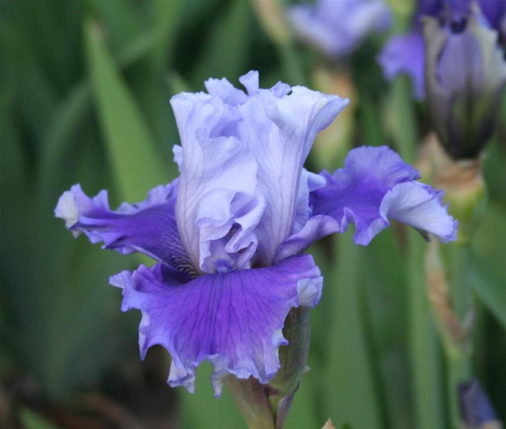 Photo of Tall Bearded Iris (Iris 'Solo Flight') uploaded by KentPfeiffer