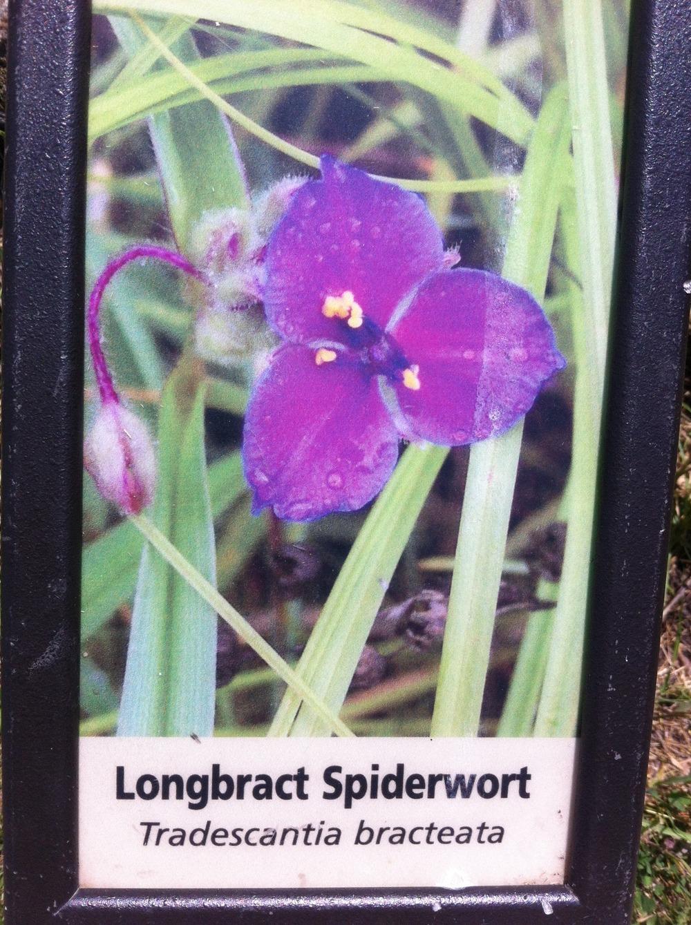 Photo of Long-bract spiderwort (Tradescantia bracteata) uploaded by Maridell