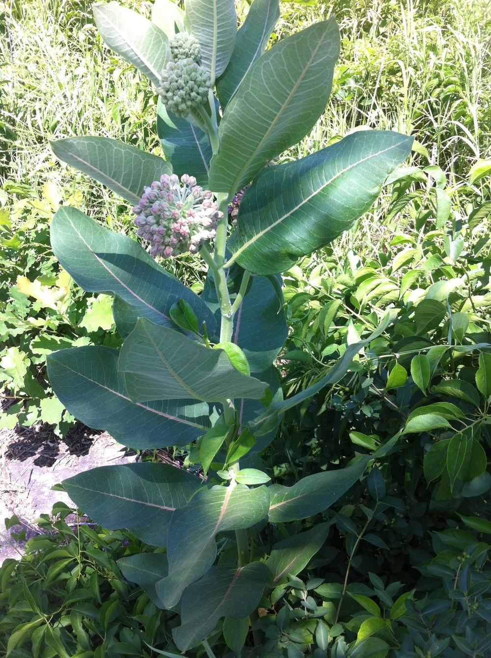 Photo of Common Milkweed (Asclepias syriaca) uploaded by Maridell