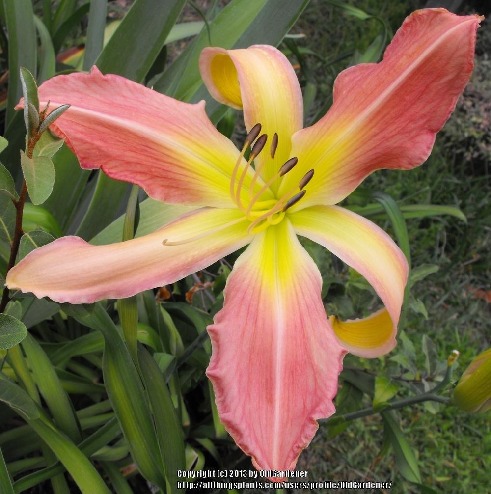 Photo of Daylily (Hemerocallis 'Webster's Pink Wonder') uploaded by OldGardener