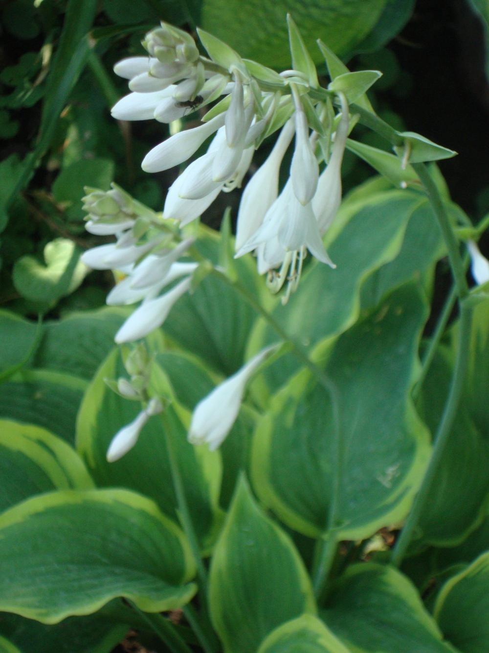 Photo of Hosta 'Satisfaction' uploaded by Paul2032