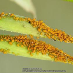 Location: Daytona Beach, Florida
Date: 2013-07-04 
Seedpods covered in Aphids!