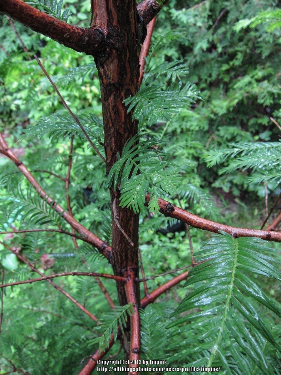 Photo of Dawn Redwood (Metasequoia glyptostroboides) uploaded by tinpins