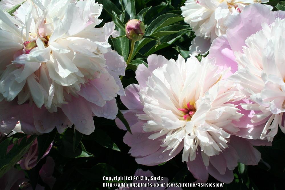 Photo of Peony (Paeonia lactiflora 'Bowl of Beauty') uploaded by 4susiesjoy