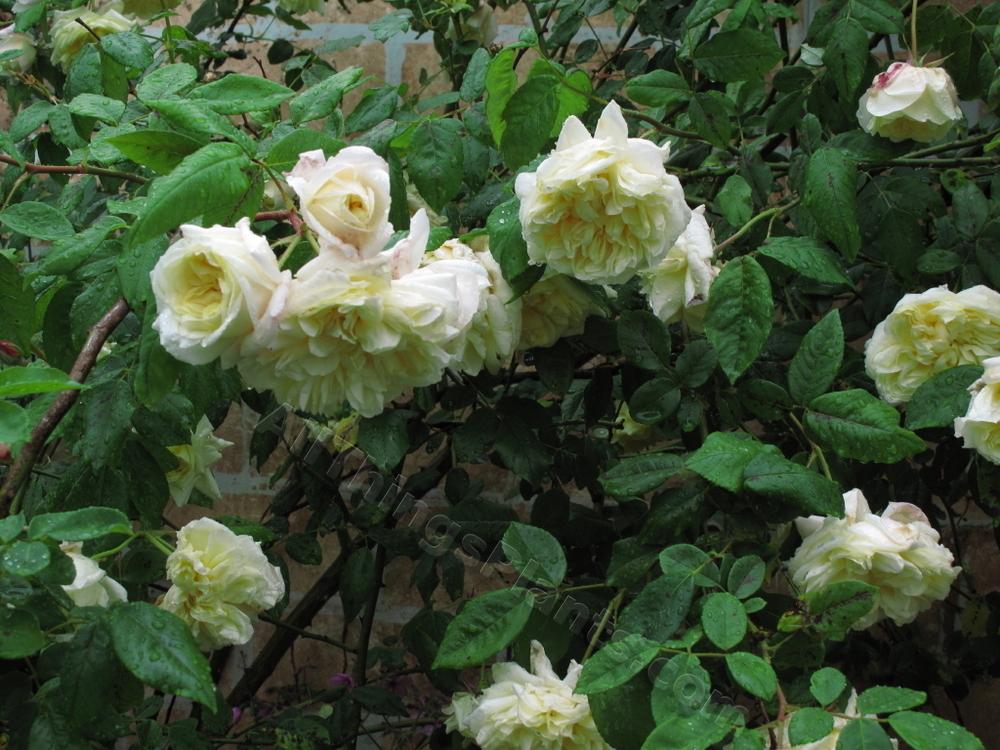 Photo of Rose (Rosa 'Celine Forestier') uploaded by bootandall