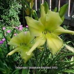 Location: Central Ohio, zone 5/6
Date: June 24, 2000
old digital image, quality not good then, but no other images in 