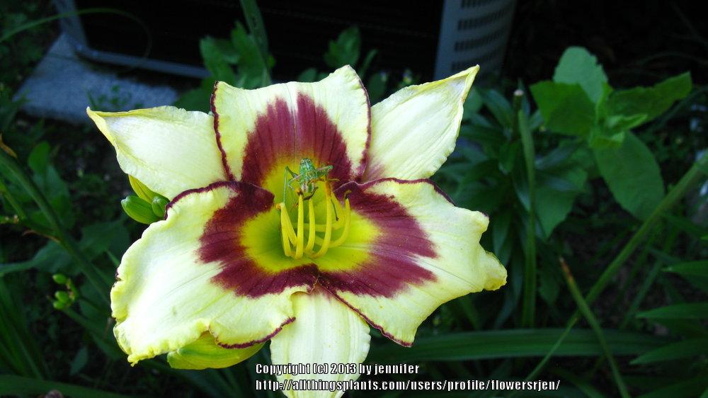 Photo of Daylily (Hemerocallis 'El Desperado') uploaded by flowersrjen