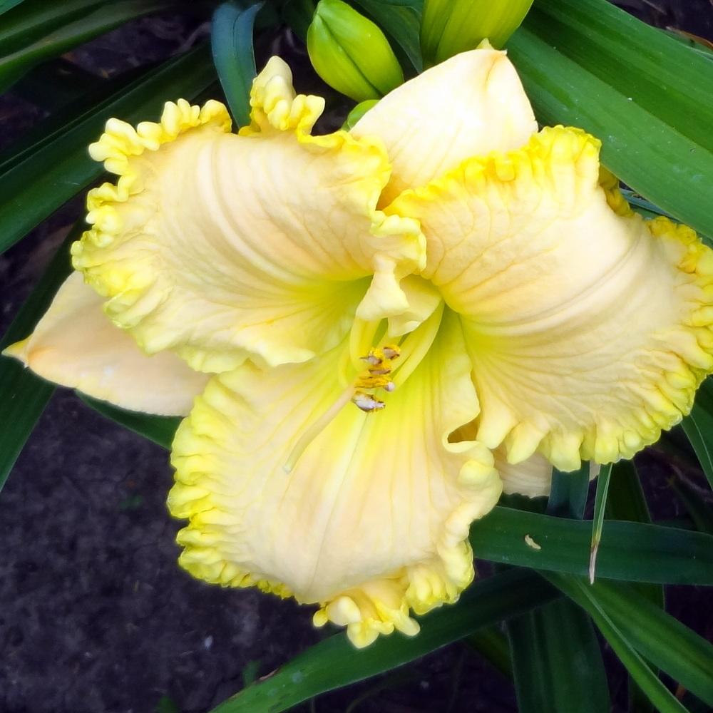 Photo of Daylily (Hemerocallis 'Moment in the Sun') uploaded by stilldew
