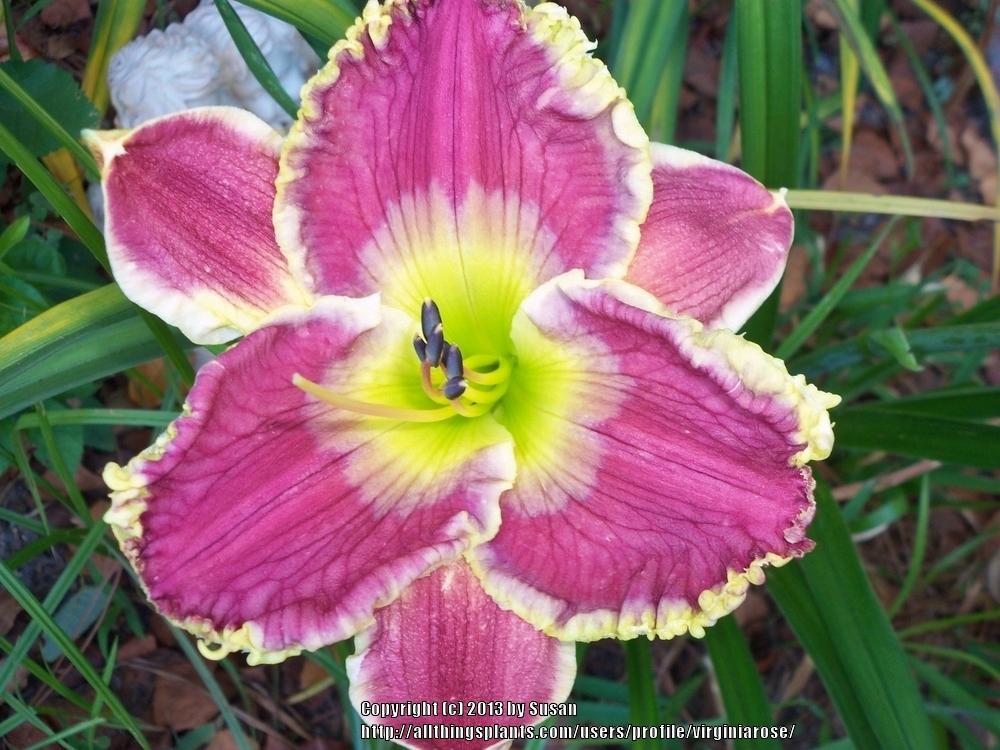 Photo of Daylily (Hemerocallis 'Green Revolution') uploaded by virginiarose