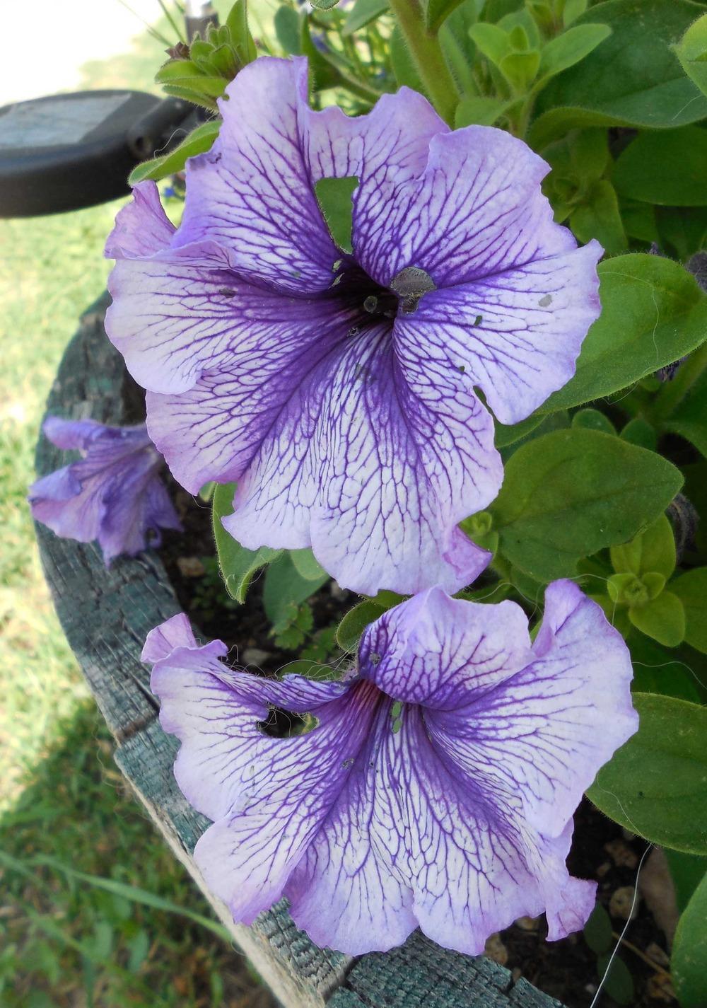 Photo of Grandiflora Petunia (Petunia Daddy® Blue) uploaded by woofie
