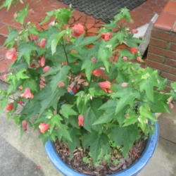Location: Kannapolis, NC
Date: 2013-07-07
Sorry I don't recall the name of this cultivar, but I cut it back