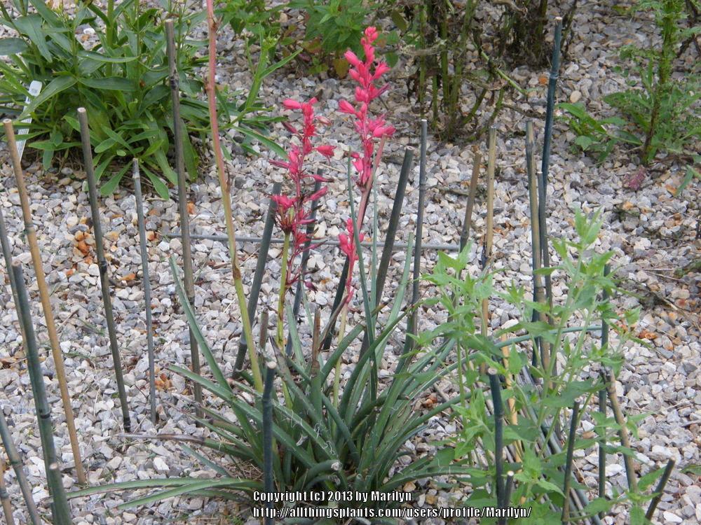 Photo of Red Yucca (Hesperaloe parviflora Brakelights®) uploaded by Marilyn