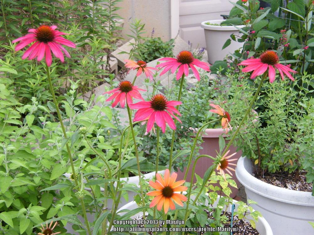 Photo of Coneflower (Echinacea 'Hot Summer') uploaded by Marilyn