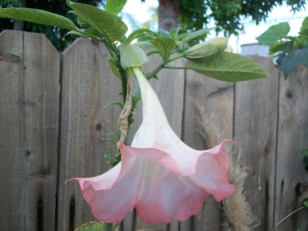 Photo of Angel Trumpet (Brugmansia 'Isabella') uploaded by Rhapsody616