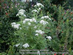 Thumb of 2013-07-07/frostweed/1ac671
