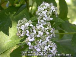 Thumb of 2013-07-07/frostweed/535d33