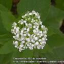 All About Frostweed (Verbesina virginica)