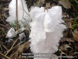 Thumb of 2013-07-07/frostweed/e806d1