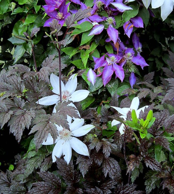 Photo of Clematis uploaded by ge1836