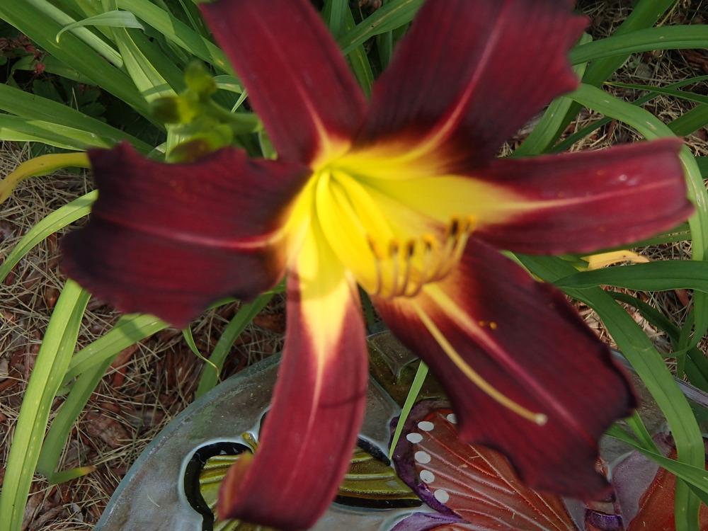 Photo of Daylily (Hemerocallis 'Dark Star') uploaded by philljm