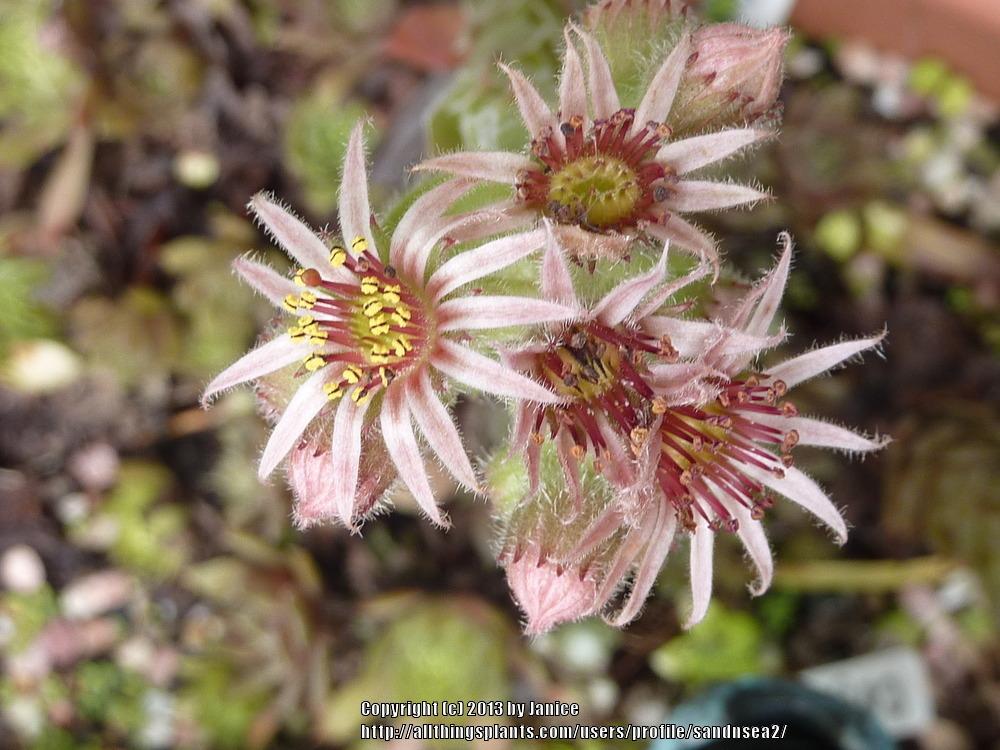 Photo of Hen and Chicks (Sempervivum 'Red Beauty') uploaded by sandnsea2