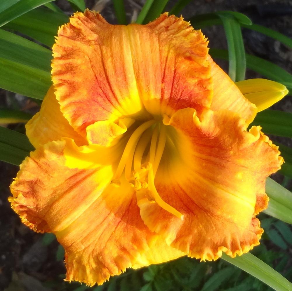 Photo of Daylily (Hemerocallis 'Rags to Riches') uploaded by stilldew