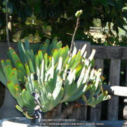 Location: At Filoli gardens - Woodside, CA
Date: 2013-07-06
A lovely fan aloe in a container