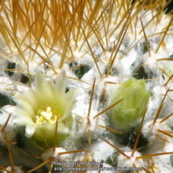 Location: At our garden - San Joaquin County, CA
Date: 2013-07-07
Close-up of blooms